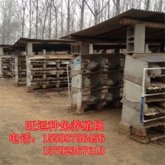 徐汇出售杂交野兔,纯种野兔,肉兔,獭兔,比利时,长毛兔品种齐