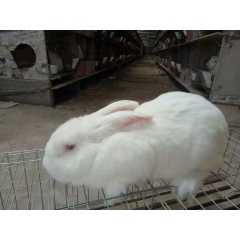 肉兔养殖场肉兔养殖场长推荐肉兔 肉兔行情