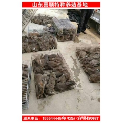 喜沃农场出售种兔 肉兔 种兔成本