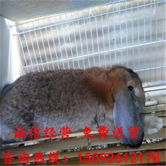 纯种野兔多少钱 哪里有卖安哥拉长毛兔的 公羊兔好饲养吗 肉兔
