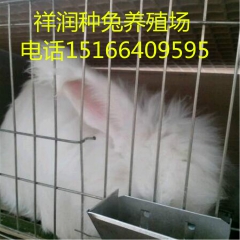 大量供应纯种长毛兔  新西兰 肉兔 獭兔 野兔 比利时 免费...