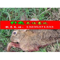 养殖特种兽畜养殖兔子长毛兔肉兔 比利时野兔种兔