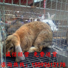 公羊兔图片 獭兔多少钱 哪里有比利时肉兔 杂交 安哥拉长毛兔