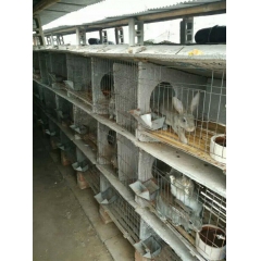 肉兔 獭兔 长毛兔 