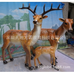厂家直销模型动物梅花鹿 生物园学校展厅生态馆动物园科普馆展品