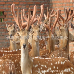 梅花鹿 东北梅花鹿繁育基地 双阳鹿乡 优质公鹿 种鹿梅花鹿
