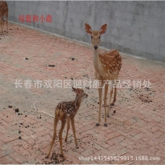 梅花鹿 双阳鹿乡 种鹿繁育基地 吉林鹿场  成年梅花鹿 母鹿...