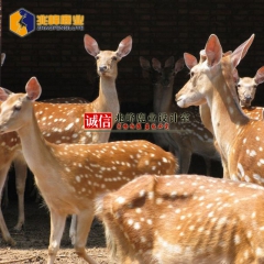 【兆峰鹿业】双阳型梅花鹿 品种优良 自家鹿场 可考察