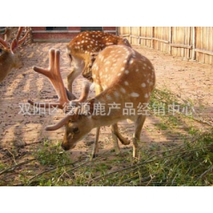 批发梅花鹿 养殖场生产 优质种鹿 鹿苗 品种好 价格低 提供...
