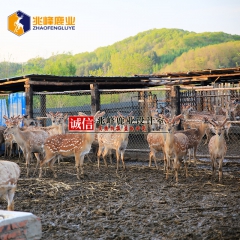 【兆峰鹿业】大量供应优质梅花鹿 做种公鹿 实地考察 自家鹿场