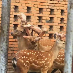 东北鹿场批发梅花鹿