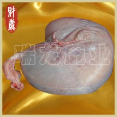 大量供应 瑞龙梅花鹿 血胎 正品真品 厂家直销 鹿乡特产