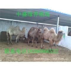 骆驼租赁出售 成年骆驼价格 量大优惠 沙漠之舟—骆驼