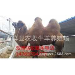 什么地方卖能骑的骆驼 成年骆驼价格 农收骆驼养殖场