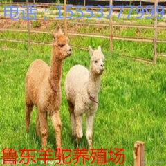 北京羊驼价格 羊驼租赁价格 商场开业羊驼观赏 照相用骆驼 矮...