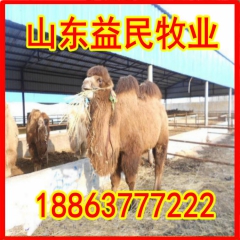 骆驼价格 济宁羊驼养殖场 骆驼养殖基地 低价出售骆驼