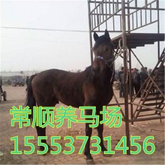 哪里有德宝矮马基地  3岁伊犁马多少钱  骆驼  好养吗