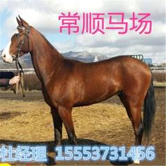 常顺 马场提供 半血马养殖一对一辅导  矮马  骆驼