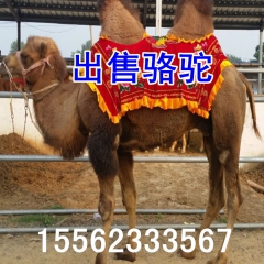 批发骆驼 双峰骆驼 单峰骆驼 随意挑选 货到付款