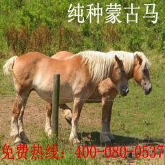 商场开业 房地产开业租赁羊驼 骆驼 设特兰矮马 骑乘马匹来山...