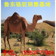 景区照相yoga骆驼养殖场，单峰骆驼，双峰骆驼，骆驼养殖技术