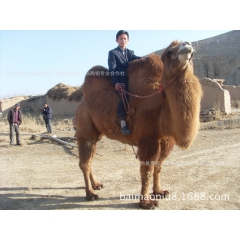 双峰骆驼 单峰骆驼 旅游专业骆驼 骆驼照相 白色骆驼 训好的...