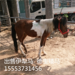 常顺 常年供应  马匹   鸵鸟   骆驼  羊驼 出售