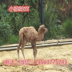 羊驼   骆驼养殖基地   双峰骆驼    价格