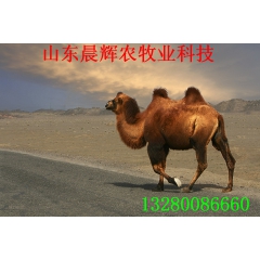 骆驼养殖基地 供应一岁骆驼 骆驼饲养方法