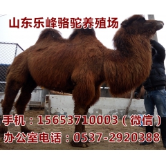 农家乐专用照相骆驼， 商场展览骆驼  襄樊市景区观赏骆驼