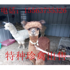 供应骆驼价格 山东羊驼养殖场 骆驼养殖基地 大量供应骆驼