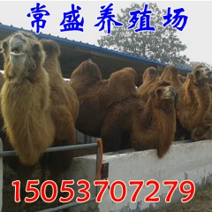 动物园专用骆驼 照相骆驼出租 骆驼养殖场在哪 双峰骆驼价格