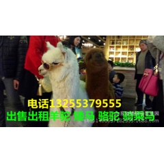 贵州哪里有卖骆驼的 贵州羊驼价格 贵州骆驼 羊驼养殖场