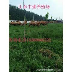 训话好的乘骑骆驼 骆驼苗价格 成年骆驼多少钱 在中盛特种养殖...