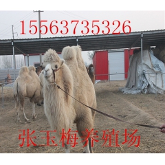 张玉梅骆驼养殖场 出售单峰骆驼 旅游双峰骆驼 训练好可以乘