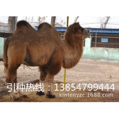 供应双峰骆驼 驮货骆驼一般在什么价位 各种珍禽出售