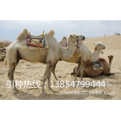常年供应骆驼 驮货骆驼 照相用骆驼 一头单峰骆驼价格是多少