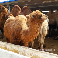 骆驼租赁出售 成年骆驼价格 量大优惠 沙漠之舟—骆驼！