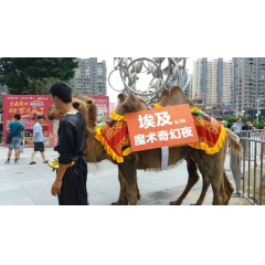 山东最大的骆驼养殖场 骆驼养殖业的发展效