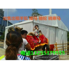 贵州羊驼价格 贵州哪里卖景区照相用的骆驼 成年双峰骆驼的价格