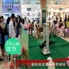 出租出售--宠物小羊驼 成年羊驼 羊驼养殖方法 云南羊驼 双...