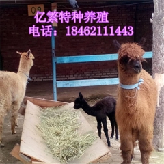 旅游公司用的观赏双峰骆驼 羊驼听话吗 性情温顺吗 神兽草泥马