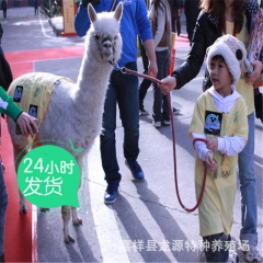 出租宠物小羊驼 双峰骆驼  成年羊驼 羊驼养殖方法