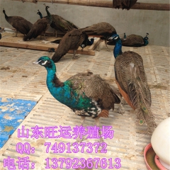 大羊驼价格 羊驼能骑吗 羊驼都吃什么？羊驼养殖场直销 双峰骆...