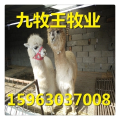 双峰骆驼 羊驼养殖场  出售羊驼 小羊驼价格