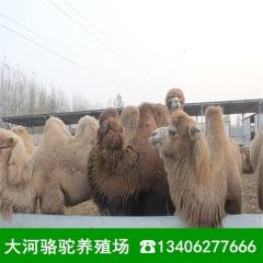 旅游照相用的骆驼价格小骆驼多少钱一头 双峰骆驼价格 成年骆驼