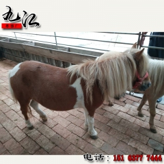 宠物羊驼 迷你骆驼 大型供应场地 羊驼零售批发