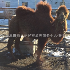 【天津蓟县丽民畜禽养殖】内蒙草原引进纯生态骆驼