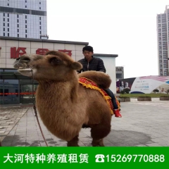 出租骆驼 双峰骆驼价格 骆驼租赁行情