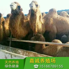 哪里有卖骆驼的 骆驼活体养殖 双峰骆驼 山东嘉诚养殖场